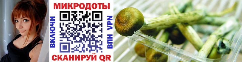 Галлюциногенные грибы Psilocybe  Ак-Довурак 